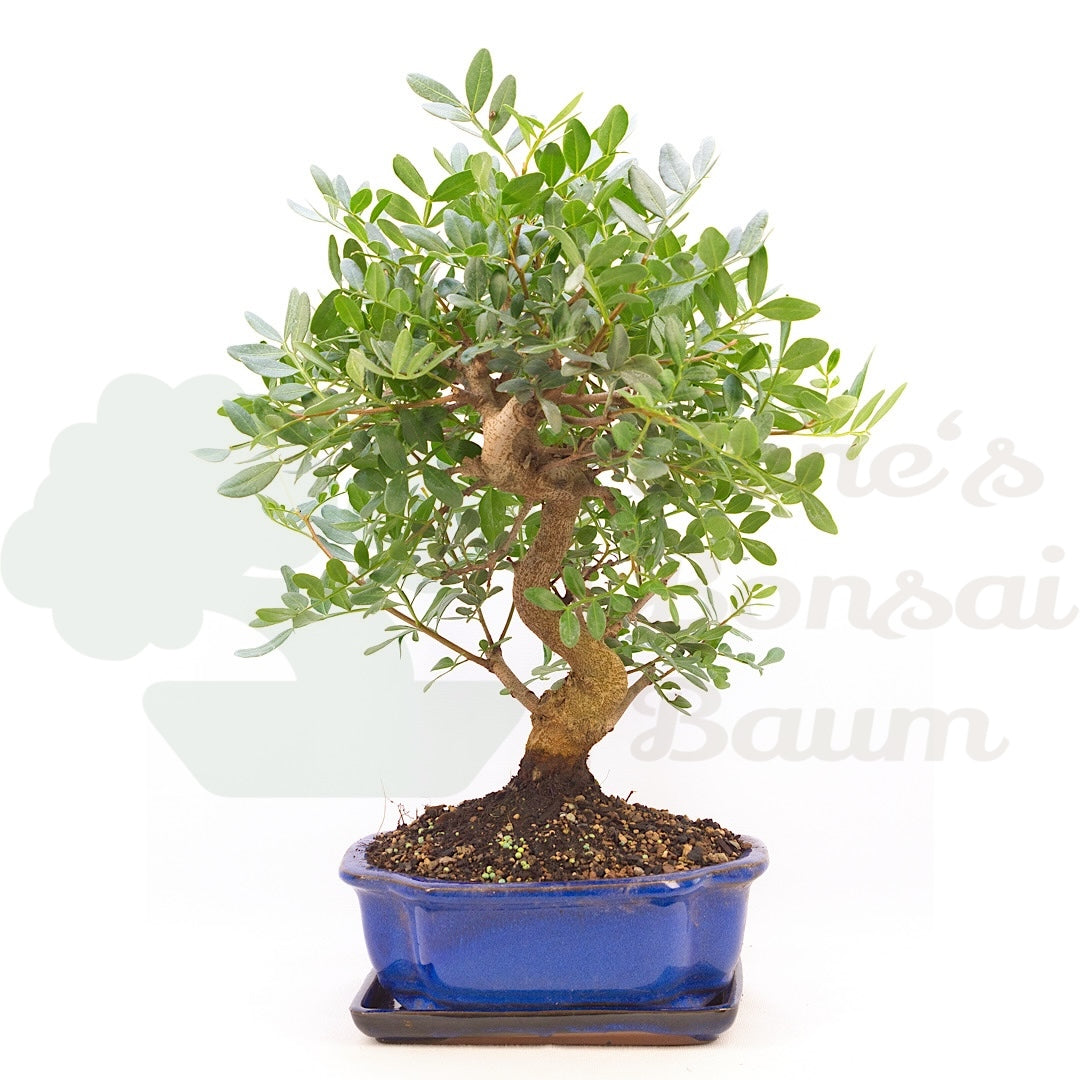 Pistazie 'Pistazie lentiscus'